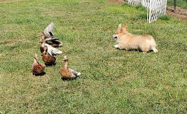 Charlie Bear, a HACNY member's herding dog