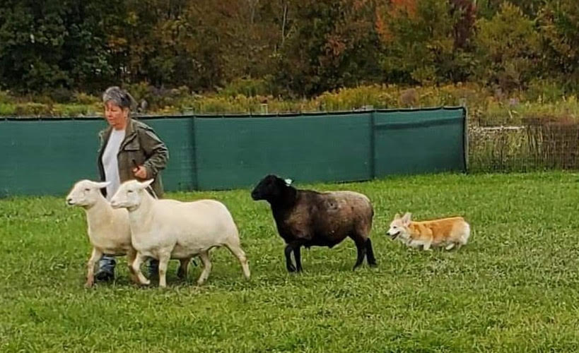 Kismet, a HACNY member's herding dog