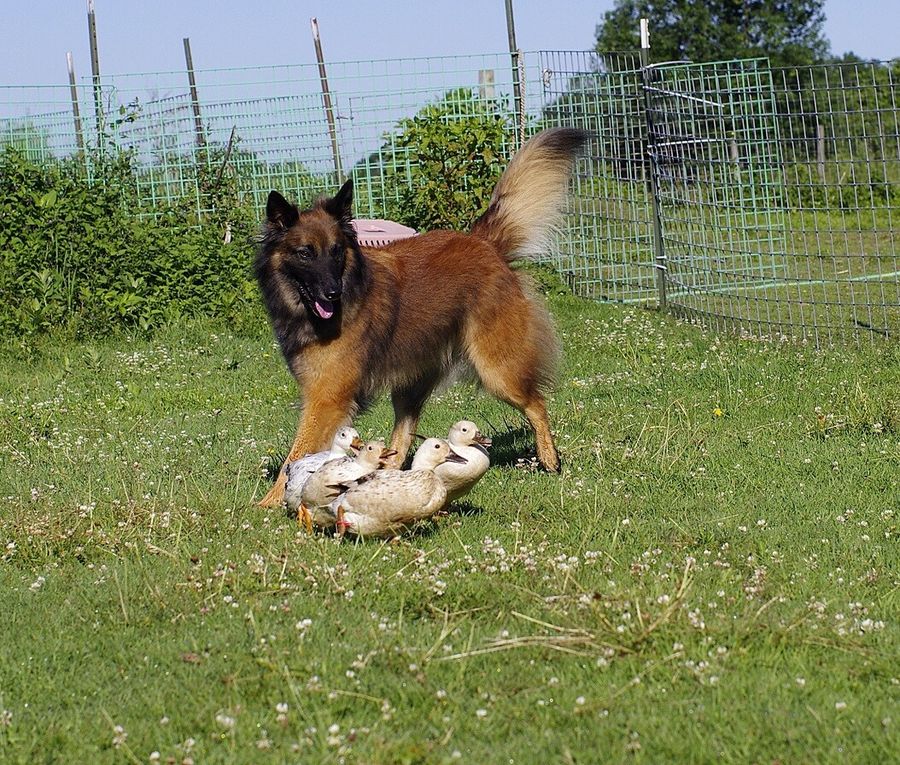 Babe, a HACNY member's herding dog
