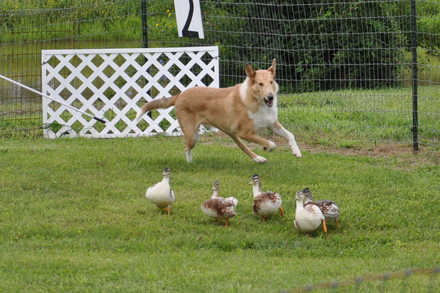 Bitsy, a HACNY member's herding dog