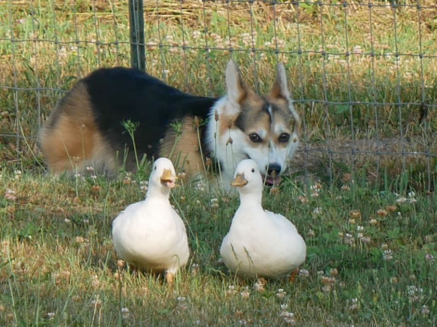 Breezie, a HACNY member's herding dog