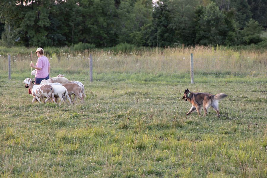 Bridget, a HACNY member's herding dog