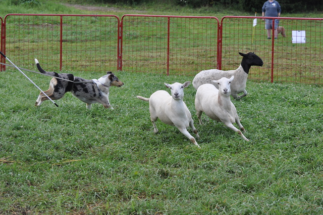 Cat, a HACNY member's herding dog