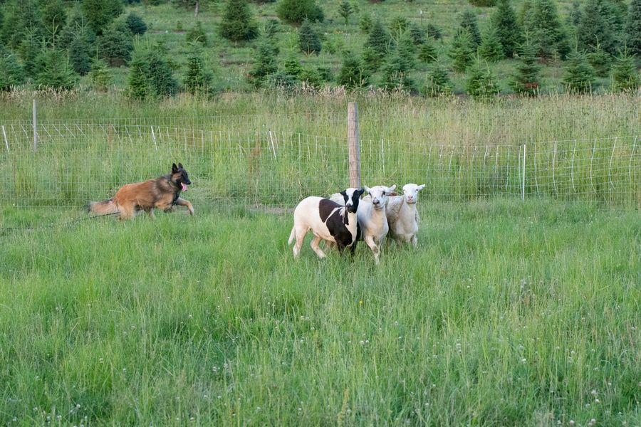 Cody, a HACNY member's herding dog