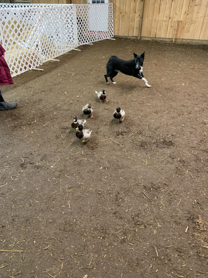 Cole, a HACNY member's herding dog