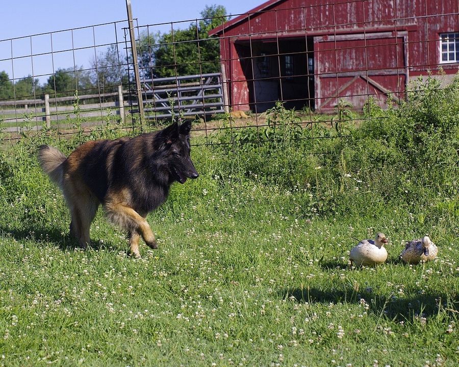 Doc, a HACNY member's herding dog