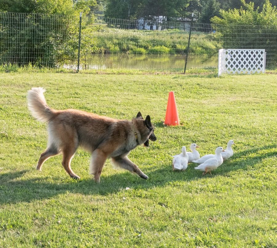 Dyna, a HACNY member's herding dog