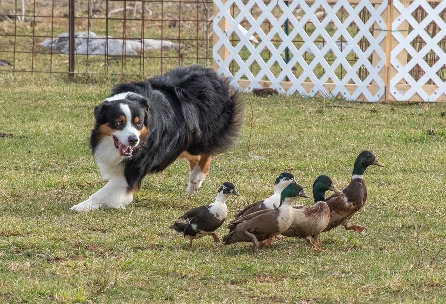 Fiord, a HACNY member's herding dog
