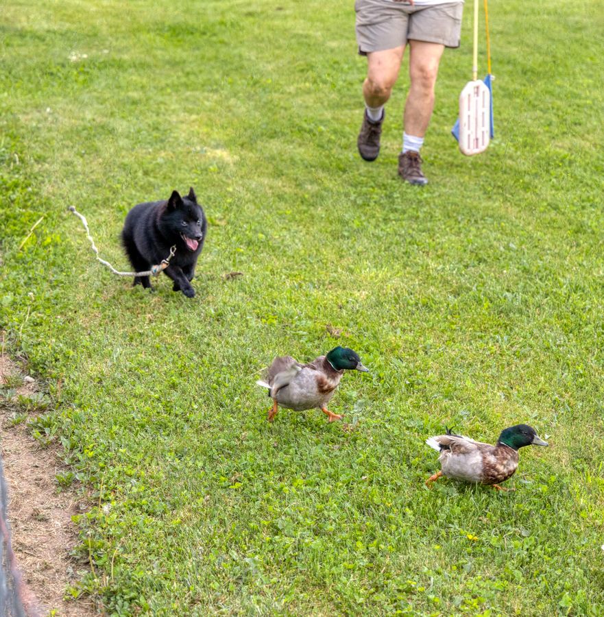 Heidi, a HACNY member's herding dog