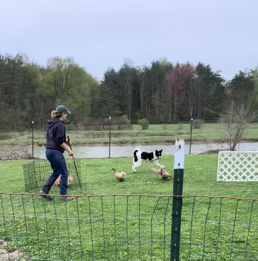 Lexi, a HACNY member's herding dog