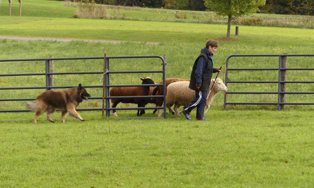 Mason, a HACNY member's herding dog