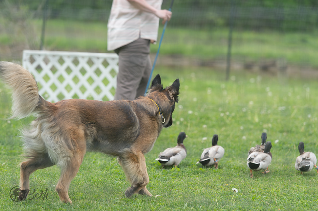 Moxi, a HACNY member's herding dog