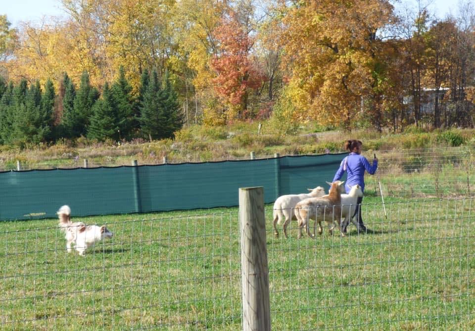 Nikki, a HACNY member's herding dog
