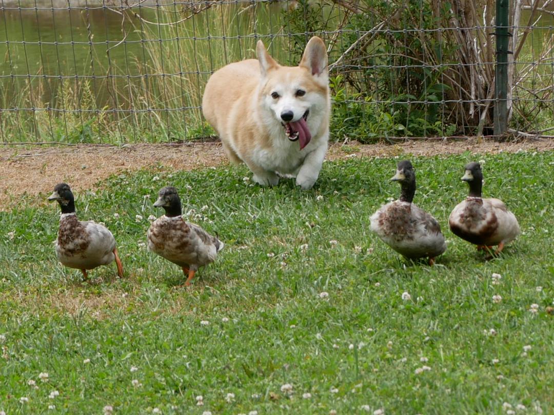 Obie, a HACNY member's herding dog
