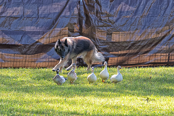 Pi, a HACNY member's herding dog