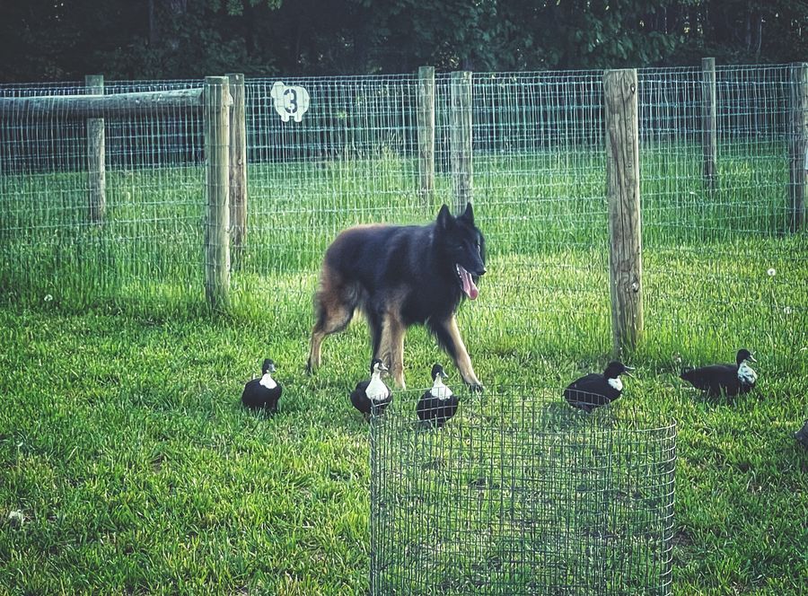 Remy, a HACNY member's herding dog