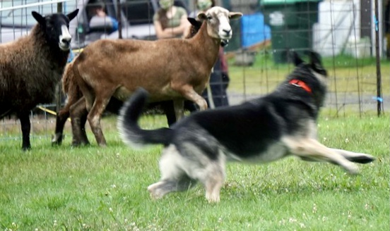 Roy, a HACNY member's herding dog