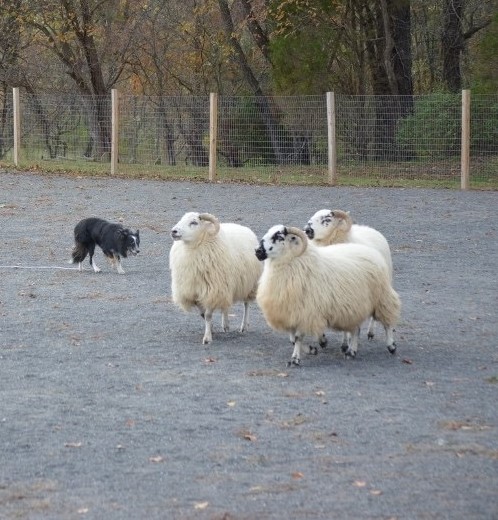 Tal, a HACNY member's herding dog