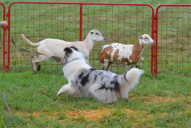 Tinker, a HACNY member's herding dog