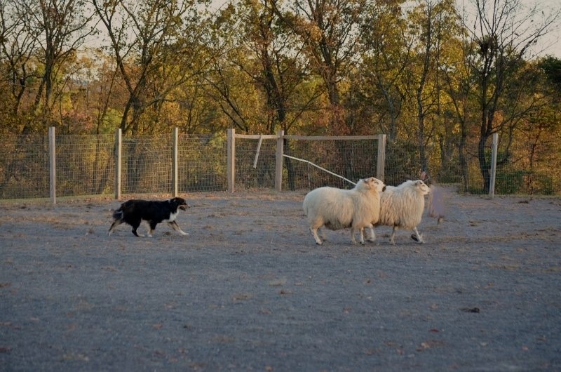 Topsy, a HACNY member's herding dog