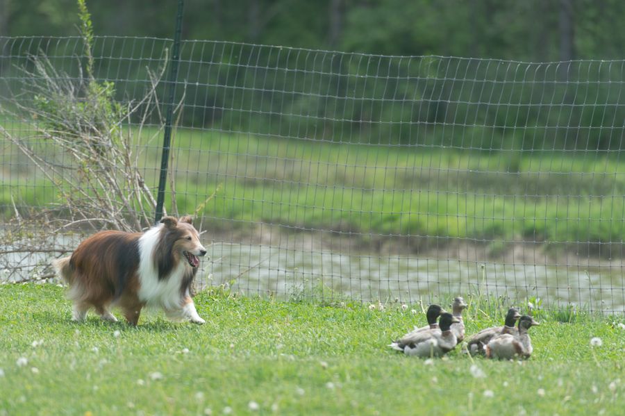Vixen, a HACNY member's herding dog