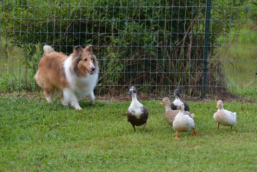 Weezy, a HACNY member's herding dog